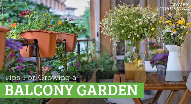 tips and advice for growing a balcony garden