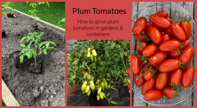 growing plum tomatoes