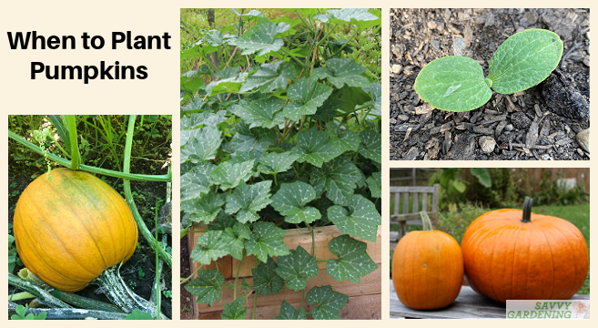 When to plant pumpkin seeds in the garden