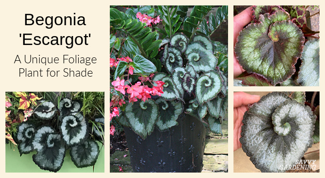 Tips for growing Escargot Begonias indoors and out