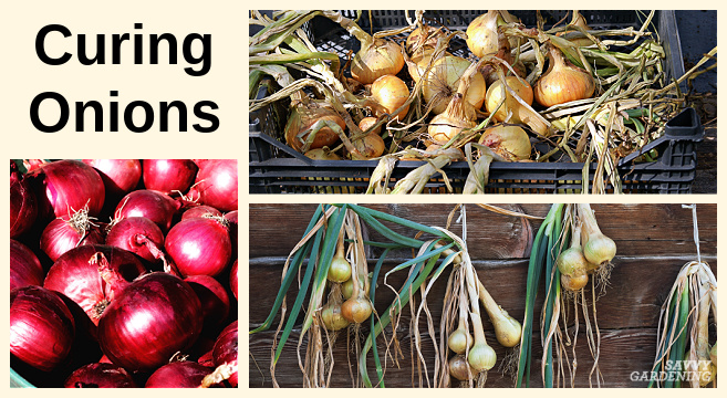 Tips for curing onions and proper storage