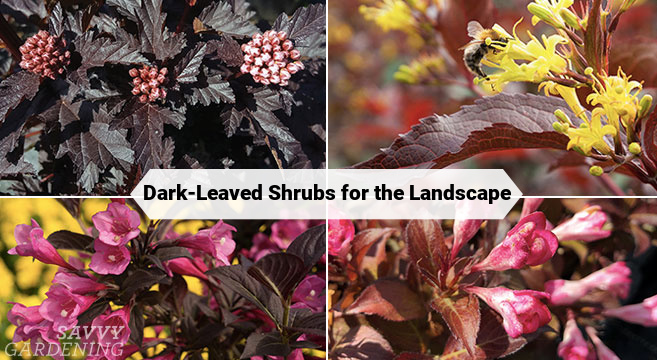 dark-leaved shrubs for the landscape