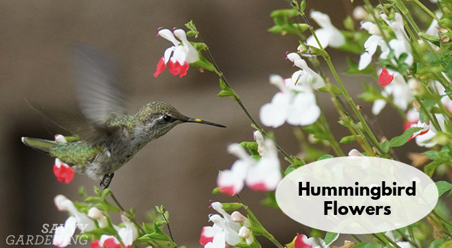 hummingbird flowers for your garden