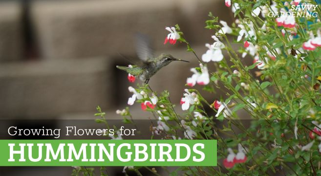 adding hummingbird flowers to your garden