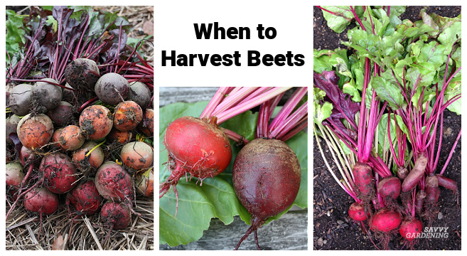 Timing your beet harvests