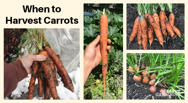 Picking carrots: The best time to dig