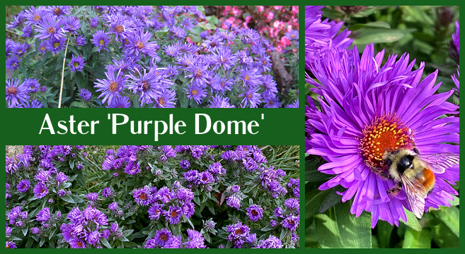 Growing Aster Purple Dome