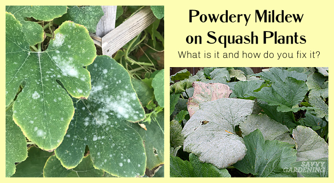 Common diseases of squash plants