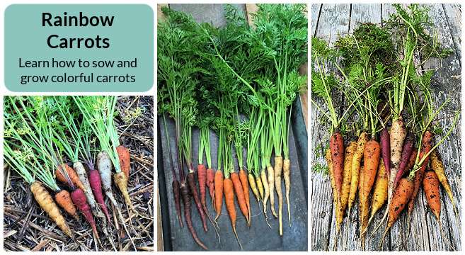Rainbow carrots - the best varieties to grow