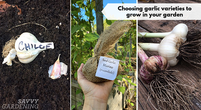 Choosing garlic varieties to grow in your garden