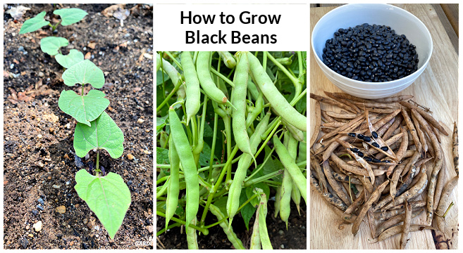 how to grow black beans