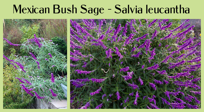 Salvia leucantha: A great plant to grow as an annual or perennial