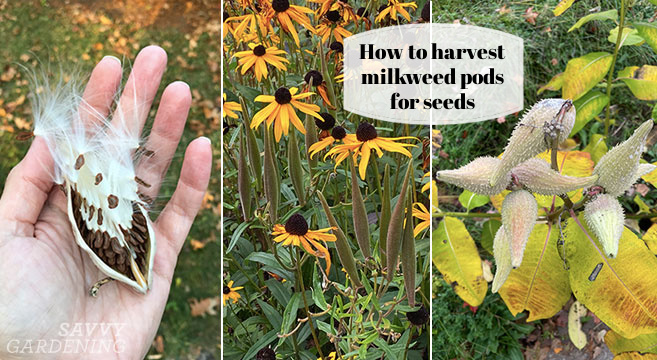 how to harvest milkweed pods for seeds