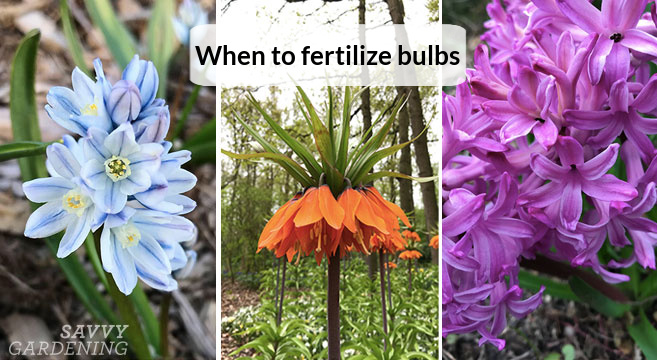 when to fertilize bulbs