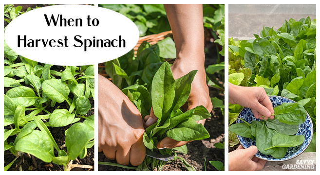 Tips for harvesting spinach