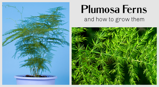 Tips for growing plumosa ferns