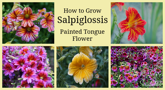 Tips for growing painted tongue flowers