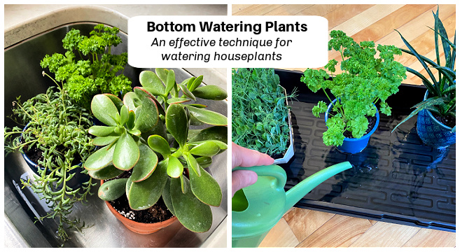 Learn how to bottom water houseplants