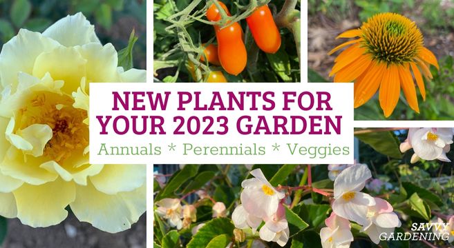 new plants for your 2023 garden