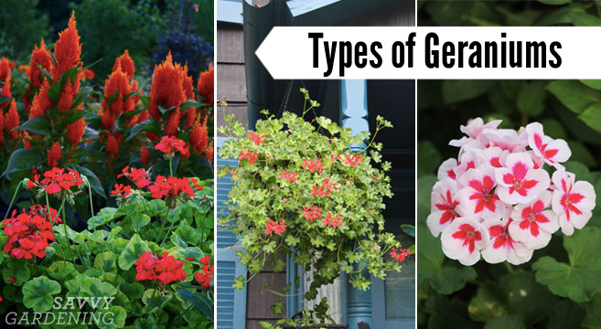 Types of geraniums: Annual pelargoniums for the garden