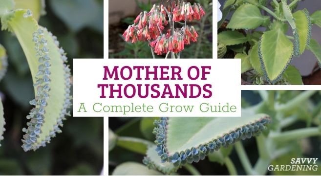 How to grow mother of thousands succulent