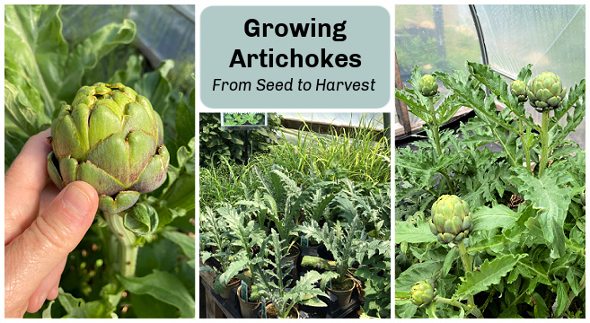 Growing artichokes