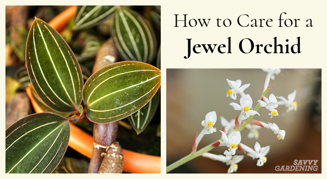 Growing Jewel Orchids