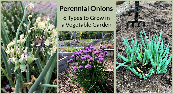 how to grow perennial onions