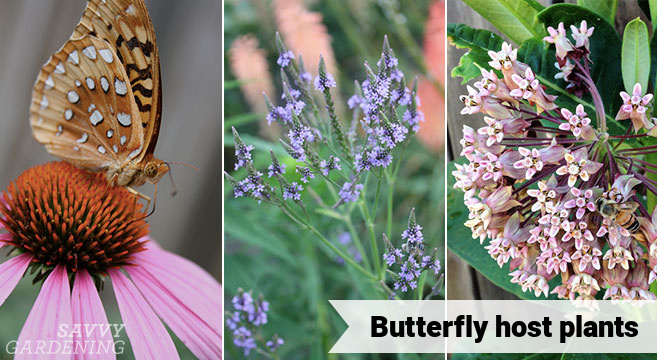 butterfly host plants: how to provide food for young caterpillars