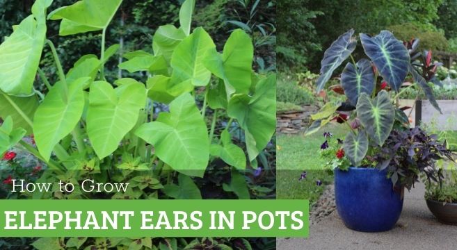 How to grow elephant ears in containers and pots