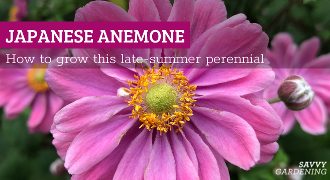 how to grow japanese anemones