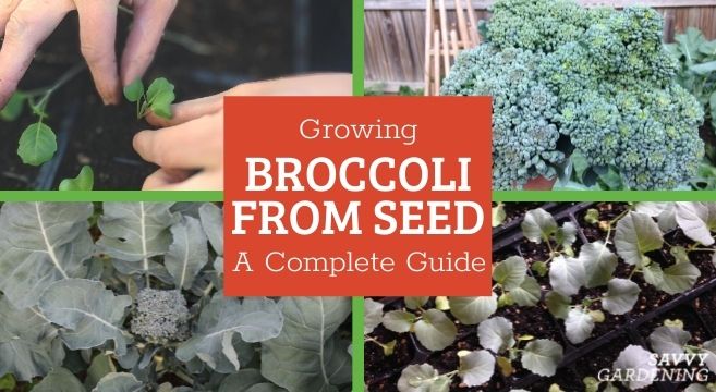 How to grow broccoli from seed