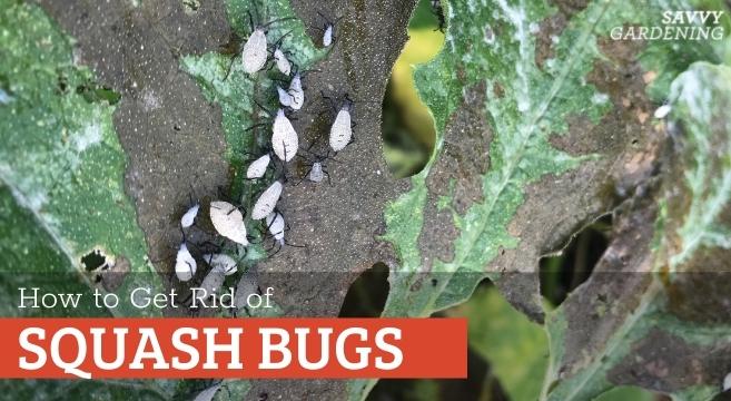 8 Ways to get rid of squash bugs