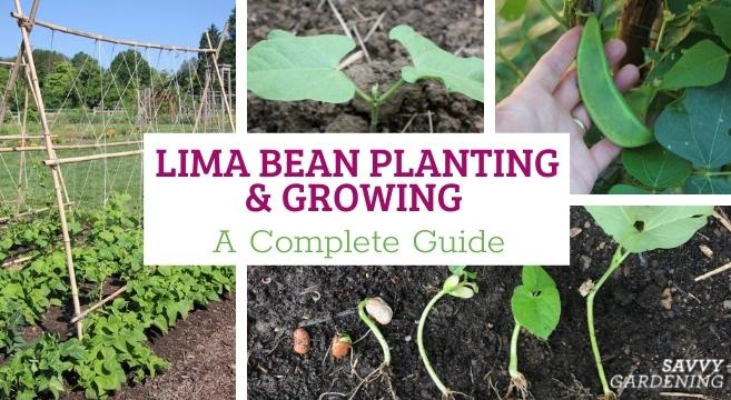 105 Large Lima Seeds Garden Planting Grow Farm Vegetable 