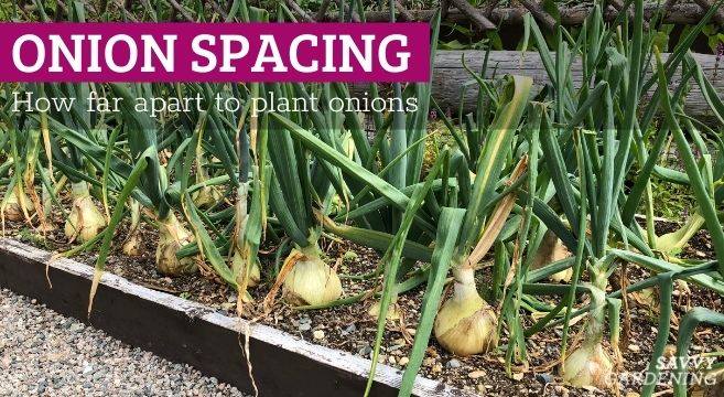 onion spacing