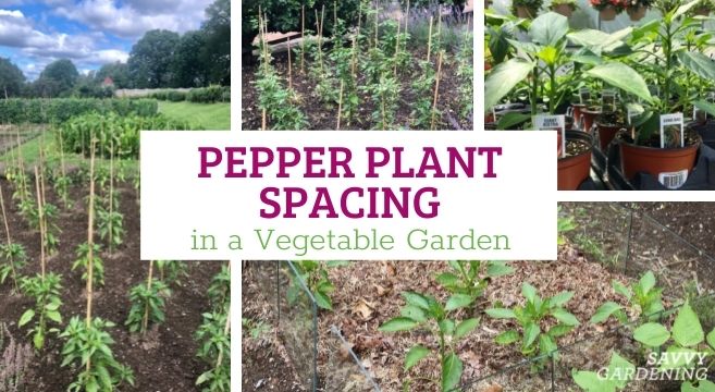 pepper plant spacing