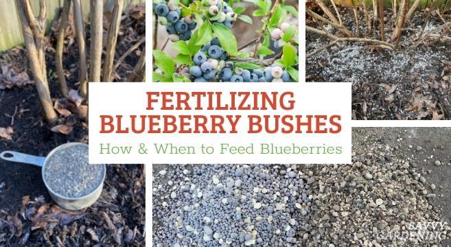 Tips for fertilizing blueberry bushes