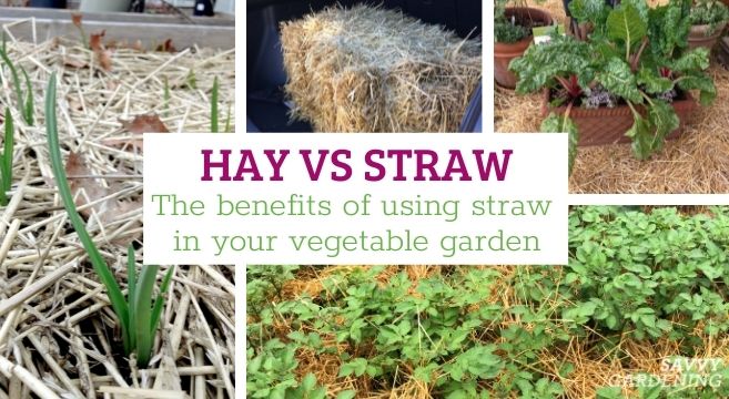 hay vs straw - the benefits of using straw in the vegetable garden