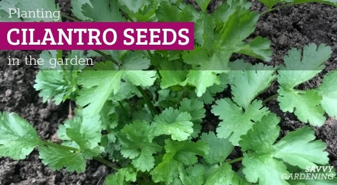 planting cilantro seeds - direct sowing and succession planting cilantro in the garden