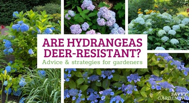 are hydrangeas deer resistant?