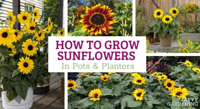 growing sunflowers in pots