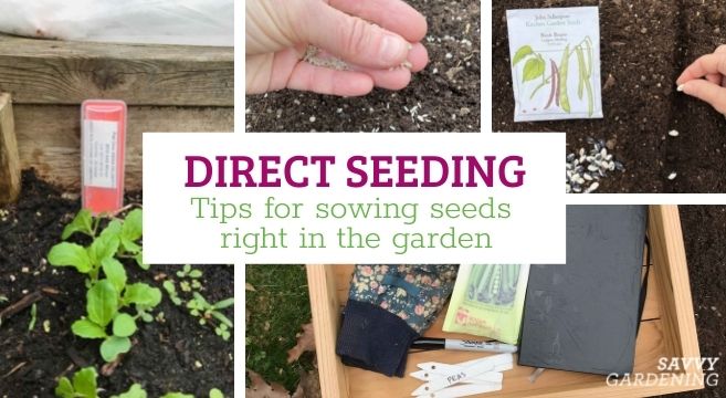 Direct seeding: Tips for sowing seeds right in the garden