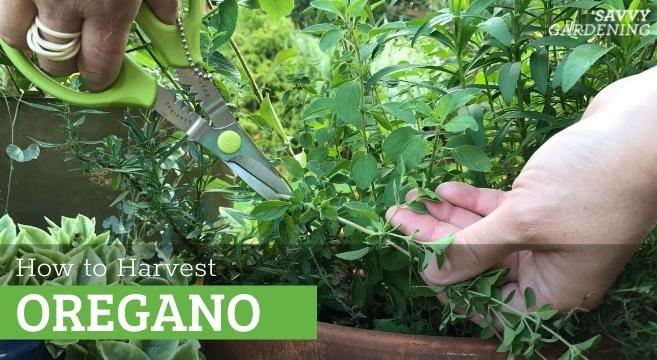Tips for harvesting oregano from the garden