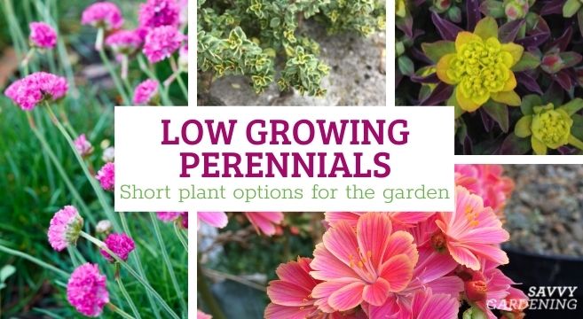 Low growing perennials: Choosing short plant options for the garden