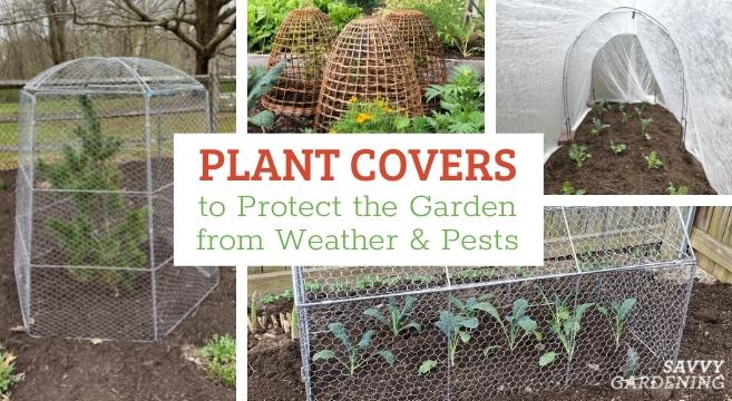 Protect plants using plant covers