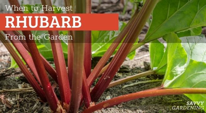 Information about when to harvest rhubarb