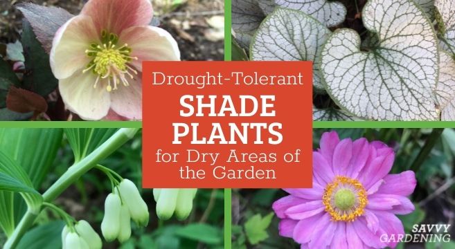 Drought tolerant shade plants: Options for dry shady gardens