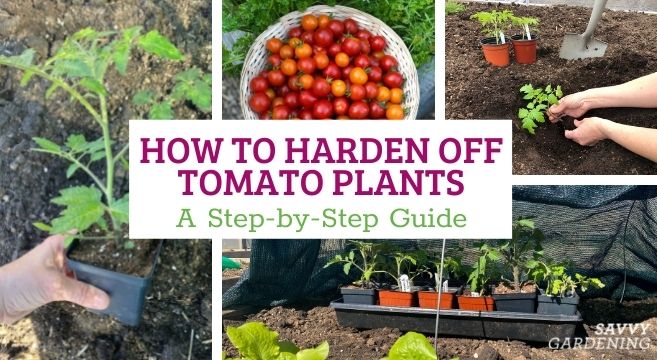 Learn why and how to harden off tomato plants