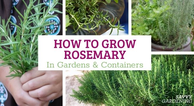 How to grow rosemary