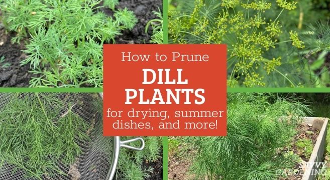 how to prune dill plants for bushier plants, cooking, and drying